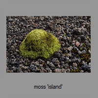 moss 'island'